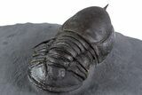Huge Eyed Trilobite (Cyclopyge) Fossil - Exceptionally Large #346039-4